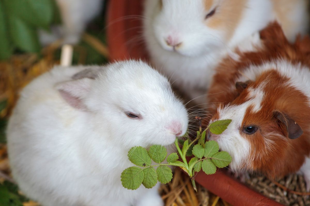 Rabbits and a guinea pig