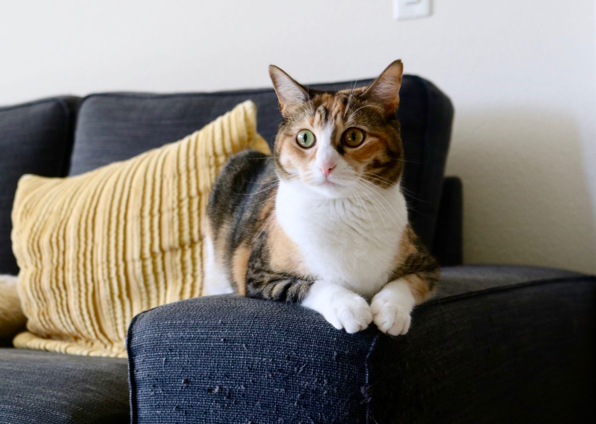 Cat resting on a sofa