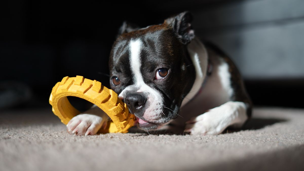 Dog with a chew toy