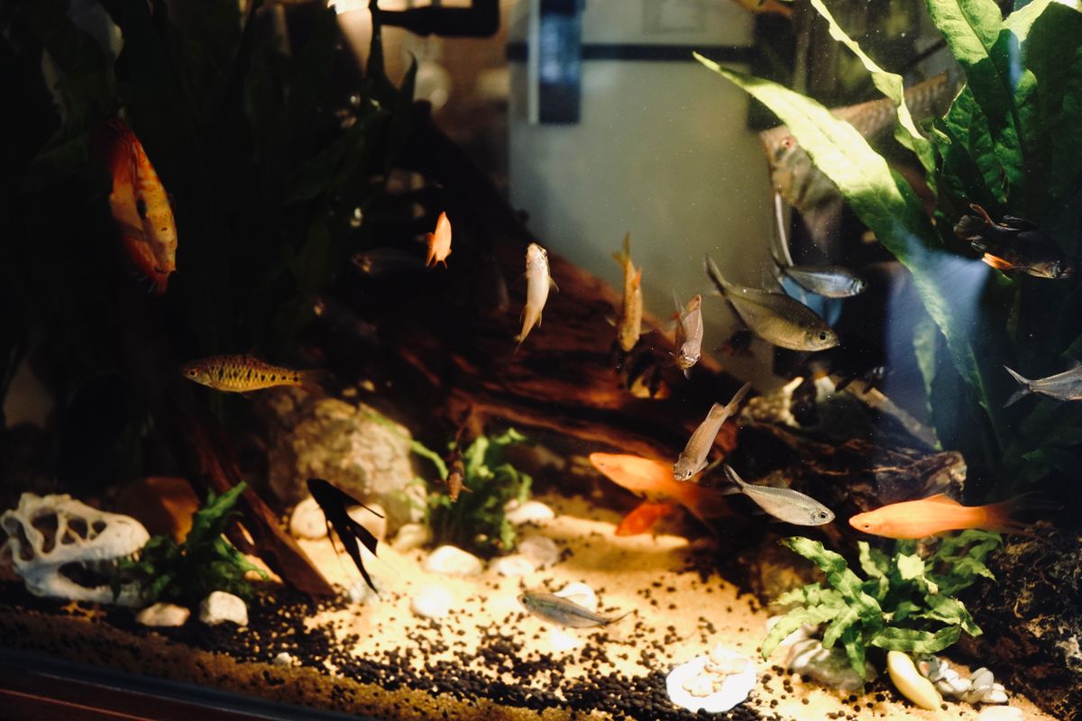 Planted home aquarium