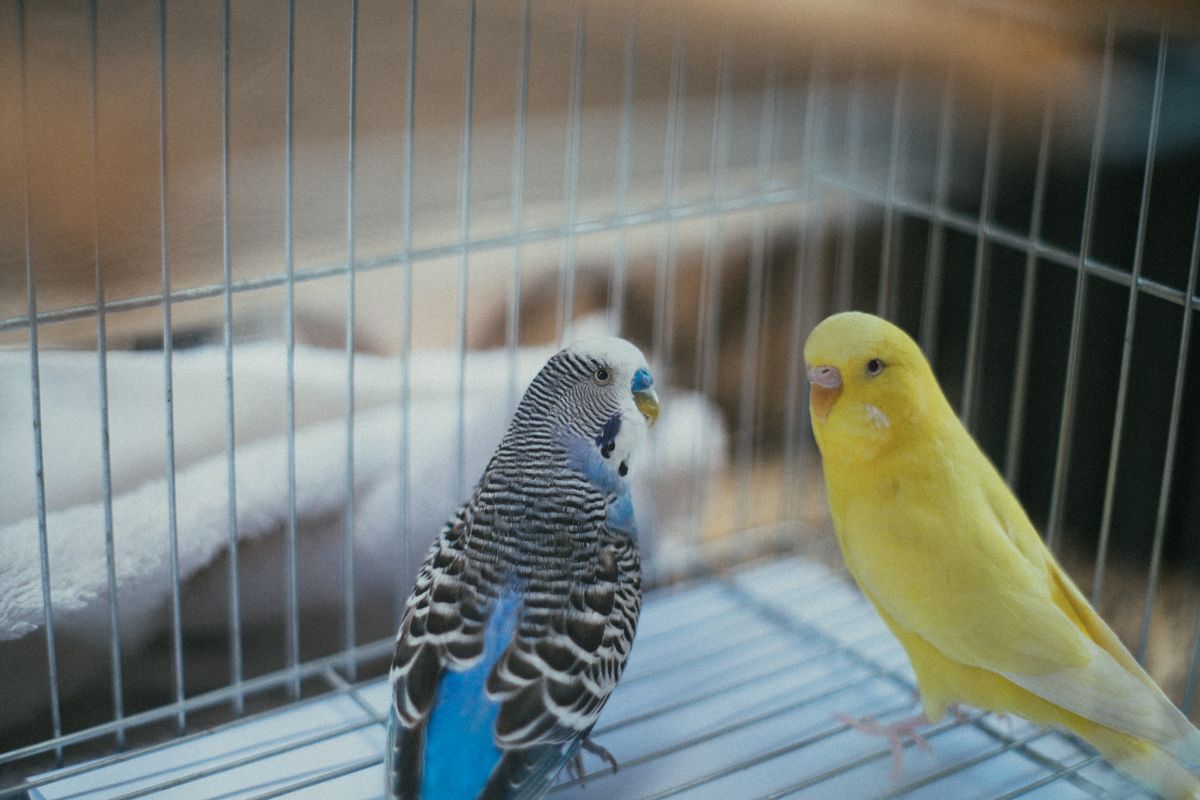 Two budgies in a cage