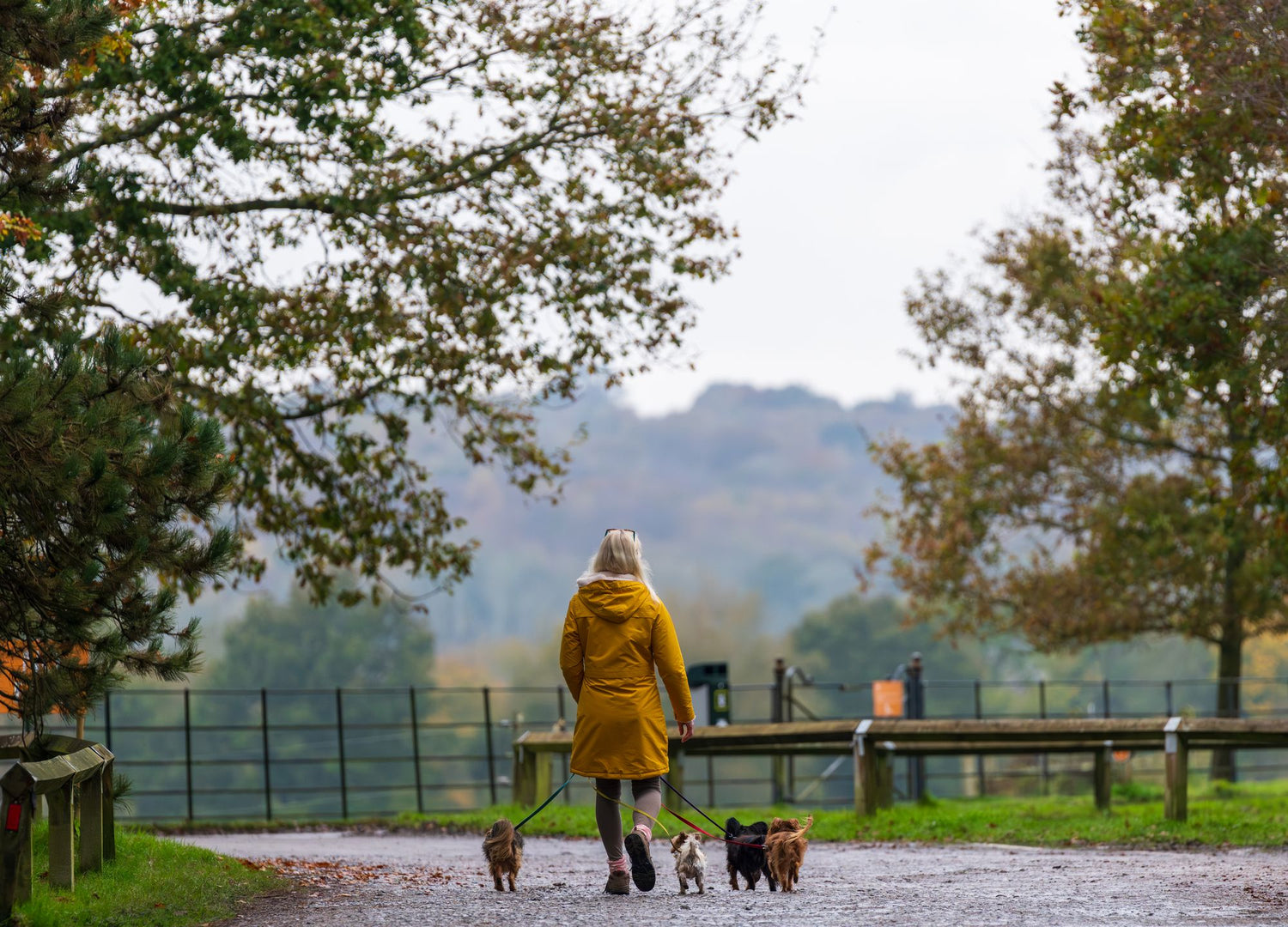 Autumn dog walk in an English park